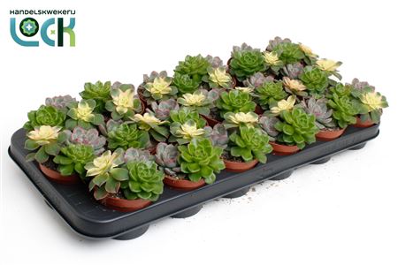 Echeveria Trio
