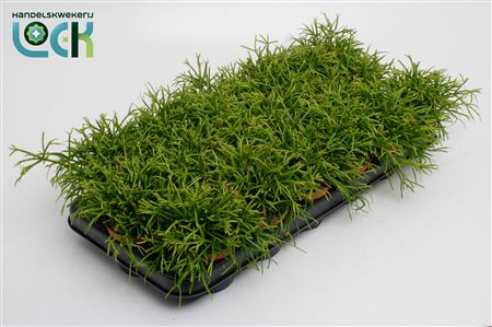Rhipsalis Baccifera Oasis