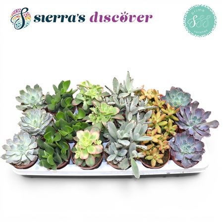 Succulent Season Mix