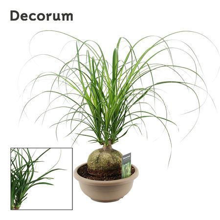 Beaucarnea Bol (decorum)