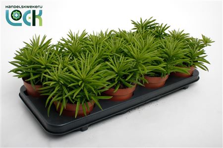 Peperomia Sweet Spark