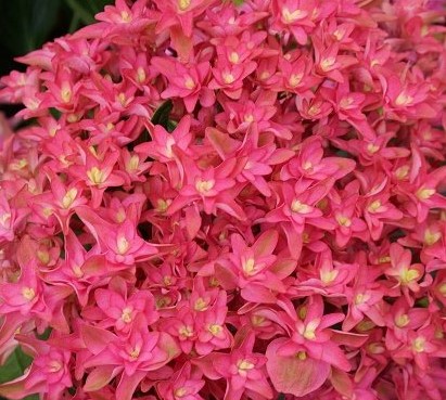 Гортензия крупнолистная Принцесса Диана