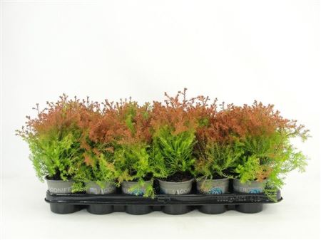 Thuja Occ Fire Chief