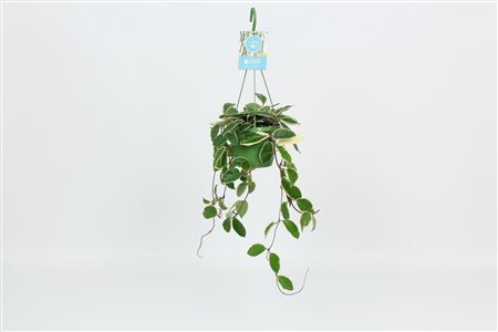 Hangongreen Hoya Carnosa Krimson Queen