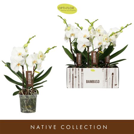 Phal 2st Bambuso Sequoia 18+ (opti)