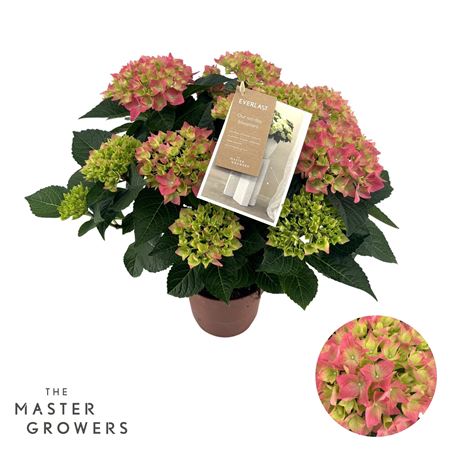 Hydrangea Ma Hi Ocean Pink 7+