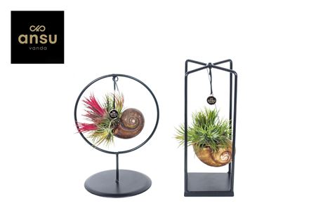 Tillandsia Shelly Cube/ring Mix (small)