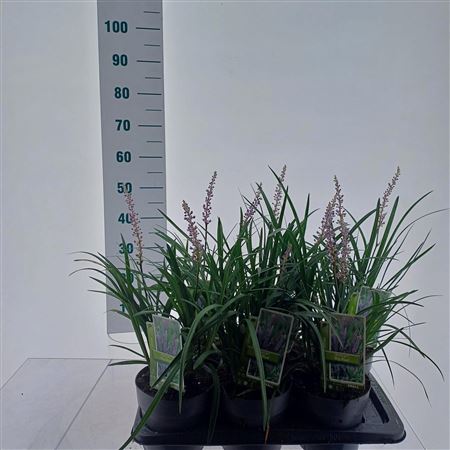 Liriope Muscari Big Blue