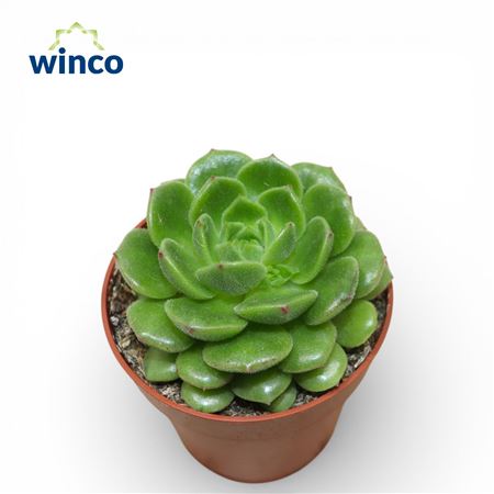 Echeveria Jade Point