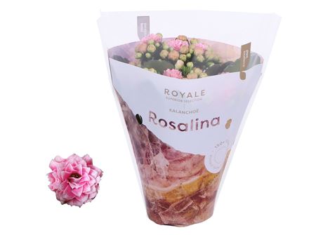 Kal Ros Royale White-pink