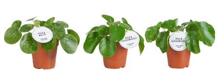 Pilea Peperomioides Variegated Mix