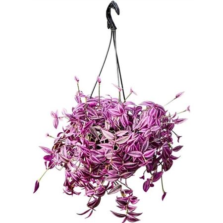 Tradescantia Zebrina Pink Paradise