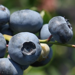 Голубика высокорослая Рубель | Оптовая цветочная компания «Флора Групп» Голубика высокорослая Рубель