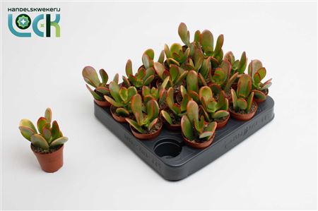 Crassula Sunset 27 Cm