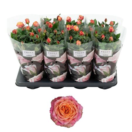 Rosa Patio Orange