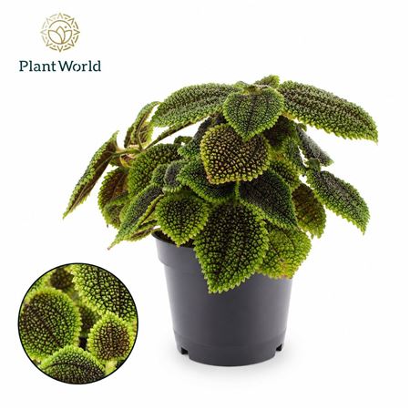 Pilea Moonvalley