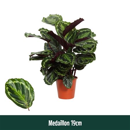 Calathea Medaillon
