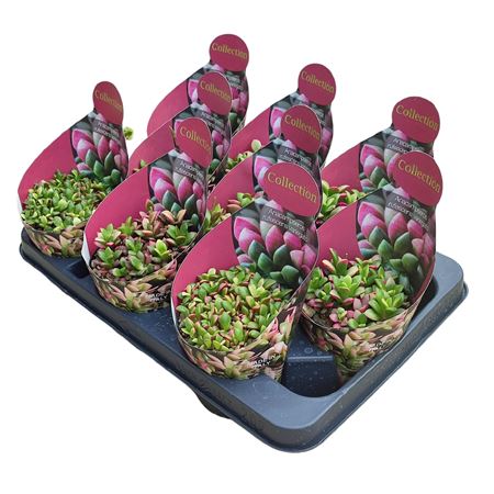 Anacampseros Rufescens Variegato Potcover
