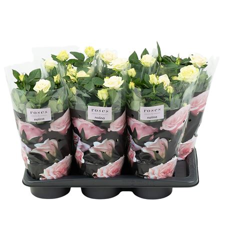 Rosa Palace White