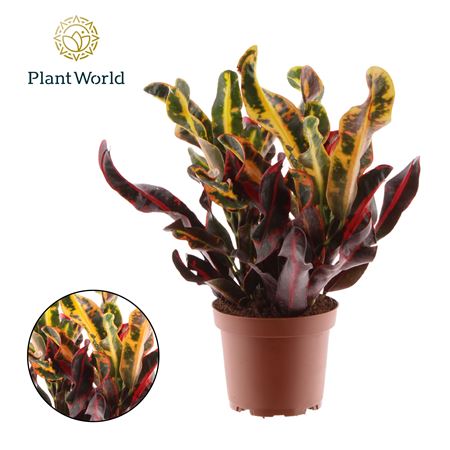 Croton Mammi 3pp Heead