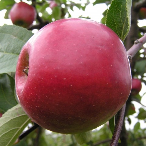 Яблоня домашняя Красное Раннее в тубе