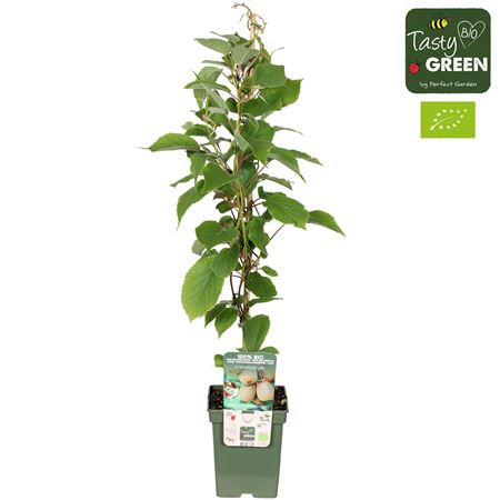 Actinidia Deliciosa Jenny Bio
