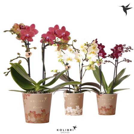 Phal 2st Blossom Mix 30+ (ok)