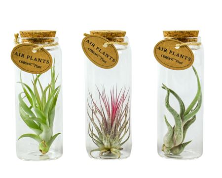Tillandsia Glas Kurk Buisje Medium