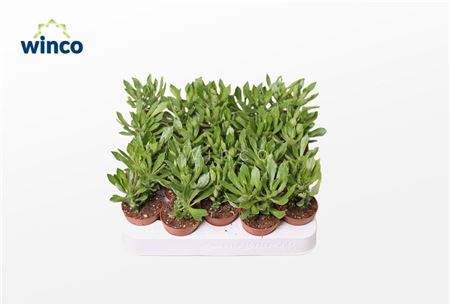 Monadenium Stapeloides
