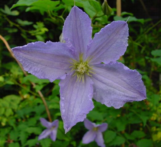 Клематис гибридный Блэкитны Аниол в тубе