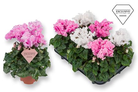 Cyclamen Merengue Pink-white Mix (exclusive)