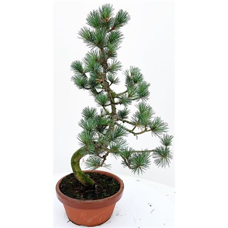 Bonsai Pinus Parvifolia