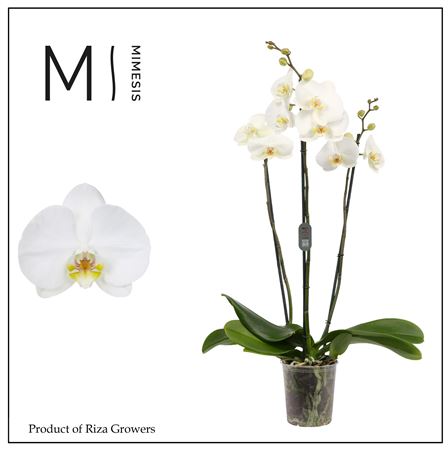 Phal 3st White Bigflower 20+ (mimesis)