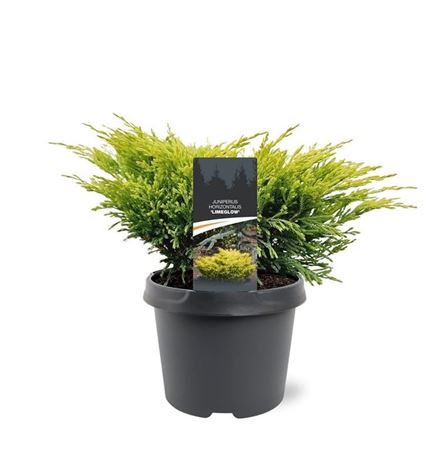 Juniperus Hor Limeglow