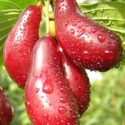 Кизильник Светлячок в тубе