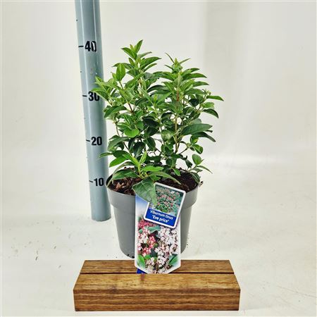 Viburnum Tinus Eve Price