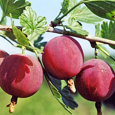 Крыжовник Северный Капитан в тубе