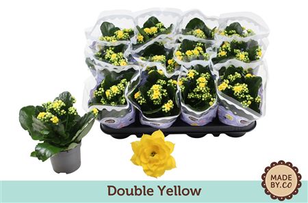 Kal Ros Yellow