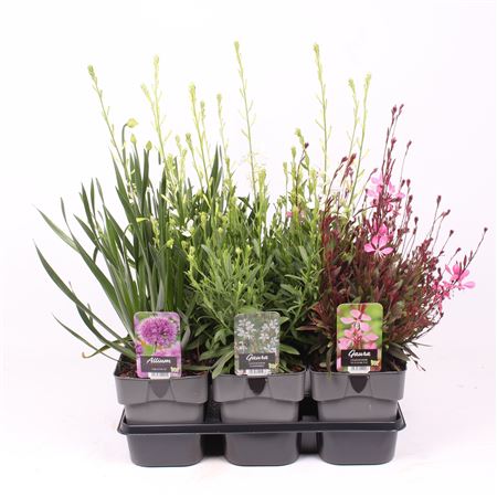 Plant Mix Perennials