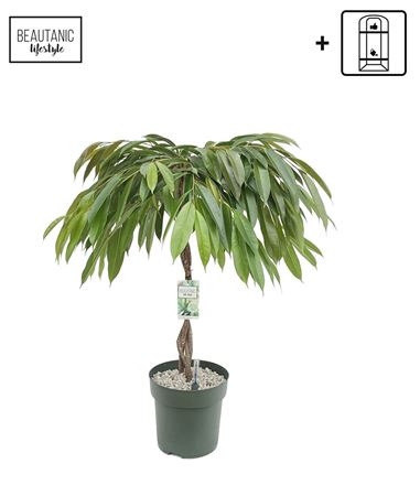 Ficus Bin Malaika Twisted Stem
