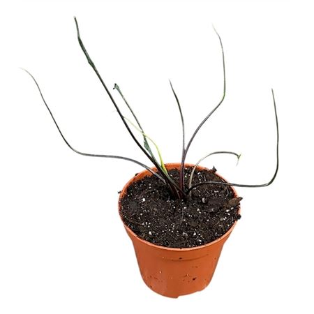 Alocasia Flying Squid