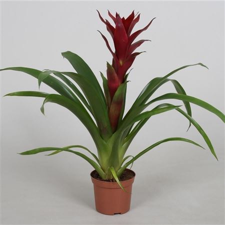 Guzmania Switch