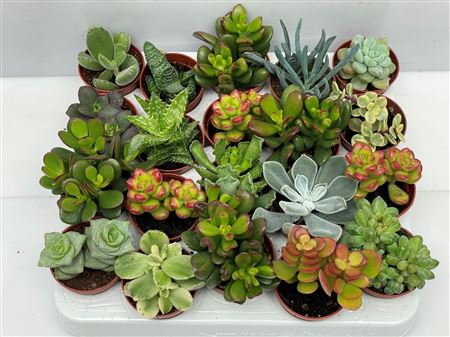 Succulent Mix 5,5 Cm