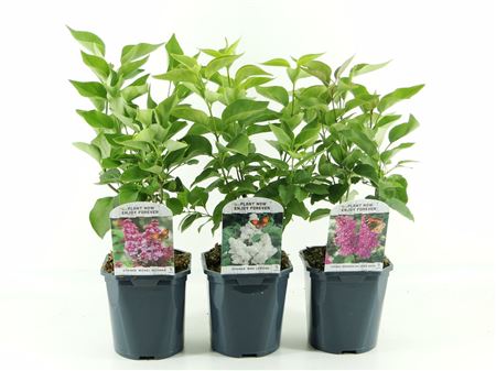 Syringa Vulgaris Mix