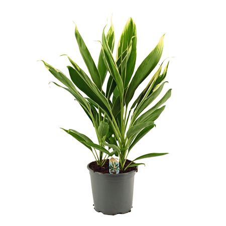 Cordyline New Conga 3pp