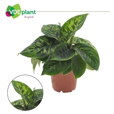 Homalomena Camouflage