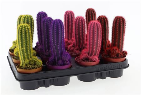 Rainbow Cactus Zuil Mix Xl