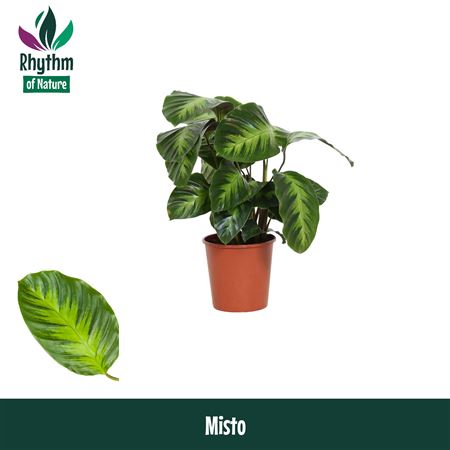 Calathea Misto Rhythm Of Nature