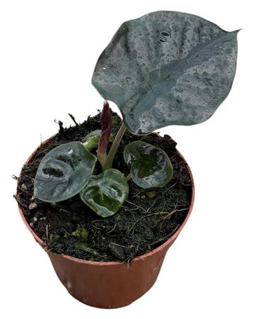 Alocasia Black Magic