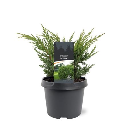Juniperus Chinensis Blue